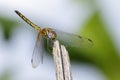 Image of crimson dropwing dragonfly femaleTrithemis aurora Royalty Free Stock Photo