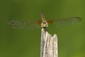 Image of crimson dropwing dragonfly femaleTrithemis aurora Royalty Free Stock Photo