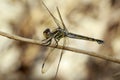 Image of crimson dropwing dragonflyfemale Royalty Free Stock Photo