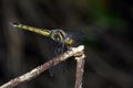 Image of crimson dropwing dragonflyfemale Royalty Free Stock Photo