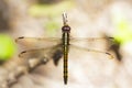 Image of crimson dropwing dragonflyfemale/Trithemis aurora. Royalty Free Stock Photo