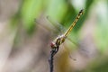 Image of crimson dropwing dragonflyfemale/Trithemis aurora. Royalty Free Stock Photo