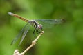 Image of crimson dropwing dragonflyfemale/Trithemis aurora. Royalty Free Stock Photo