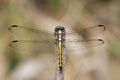 Image of crimson dropwing dragonflyfemale/Trithemis aurora on