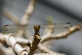 Image of crimson dropwing dragonflyfemale/Trithemis aurora.