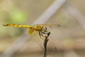 Image of crimson dropwing dragonflyfemale/Trithemis aurora. Royalty Free Stock Photo