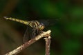 Image of crimson dropwing dragonflyfemale/Trithemis aurora. Royalty Free Stock Photo