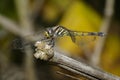 Image of crimson dropwing dragonflyfemale/Trithemis aurora Royalty Free Stock Photo