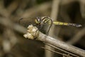 Image of crimson dropwing dragonflyfemale/Trithemis aurora. Royalty Free Stock Photo