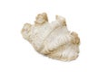 Image of Crocus Giant Clam Tridacna crocea. on a white background. Sea shells. Undersea Animals Royalty Free Stock Photo