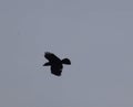 Crow flight in silhouette