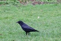 Crow walking on grass