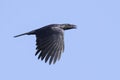 Image of a crow flapping its wings against a blue clear sky. Birds. Wild Animals