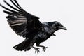 Image of a crow is flapping its wings on a white background. Wild Animals. Birds. Illustration. Generative AI