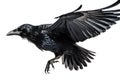 Image of a crow is flapping its wings on a white background. Wild Animals. Birds. Illustration. Generative AI