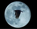 Full moon with crow flypast Royalty Free Stock Photo