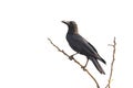 Image of crows on a branch isolated on white background. Birds. Wild Animals