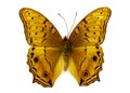 Image of Cruiser Butterfly Vagrans erota. Royalty Free Stock Photo