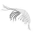 Image of crustacean animal - krill