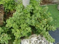 Cuban Oregano the variegated plectranthus amboinicus plant. Royalty Free Stock Photo