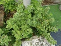 Cuban Oregano the variegated plectranthus amboinicus plant.