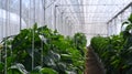 Cultivation of bell peppers in a commercial greenhouse. Royalty Free Stock Photo