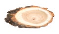 Acacia - A slice of wood representing profile of cut tree. oak Royalty Free Stock Photo
