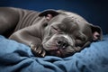 Image of cute american bully dog lying on sleeping cushion. Pet. Animals.