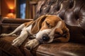 Image of cute beagle dog lying on sofa. Pet. Animals