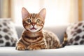 Image of cute bengal cat lying on sofa. Pet. animals. Illustration, Generative AI