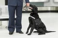 Image of a cute black dog for detecting drugs at the airport standing near the customs guard Royalty Free Stock Photo