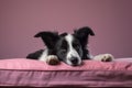 Image of cute border collie dog lying on sleeping cushion. Pet. Animals