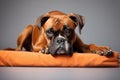 Image of cute boxer dog lying on sleeping cushion. Pet. Animals