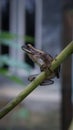 An image of cute frog on a papaya branch