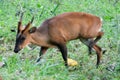 This is an image of cute hog deer or axis porcinus Royalty Free Stock Photo