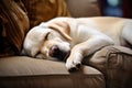 Image of cute labrador dog lying on sofa. Pet. Animals