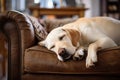 Image of cute labrador dog lying on sofa. Pet. Animals