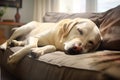 Image of cute labrador dog lying on sofa. Pet. Animals