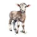 Cute lamb watercolor illustration, animals and farm clipart