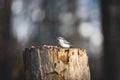 Sitta europaea or nuthatches bird constitute a genus, sitting on the stump and pecking seeds in winter on a sunny day Royalty Free Stock Photo