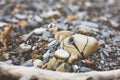 Image of cute little Sea shell on the broken sea rock on the sand beach background. Pebble texture Royalty Free Stock Photo