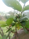 Image of cute looking guavas growing on a guava tree. Royalty Free Stock Photo