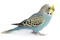 image, cute parakeet, ai generative