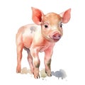 Cute pig watercolor illustration, animals and farm clipart Royalty Free Stock Photo