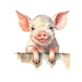 Cute pig watercolor illustration, animals and farm clipart Royalty Free Stock Photo