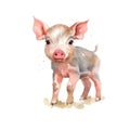 Cute pig watercolor illustration, animals and farm clipart Royalty Free Stock Photo