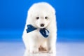 Image of cute puppy Samoyed breed Royalty Free Stock Photo