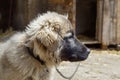 Cute Puppy of Sarplaninac Shepherd Dog Breed Royalty Free Stock Photo