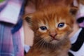 image of cute red tabby kitten. Animals day, mammal, pets concept.