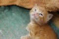 image of cute red tabby kitten. Animals day, mammal, pets concept.